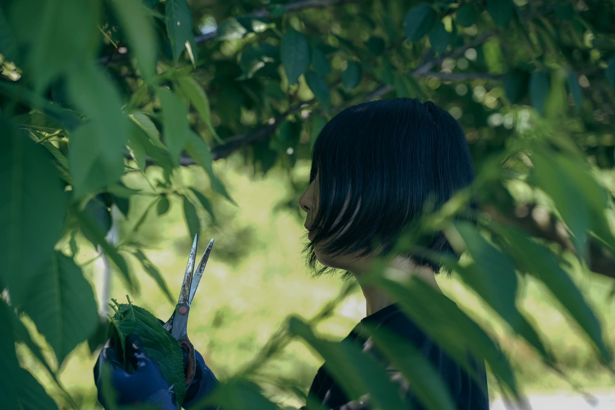 焙煎マコモとスギナ ティーバッグ6包入 茶筒