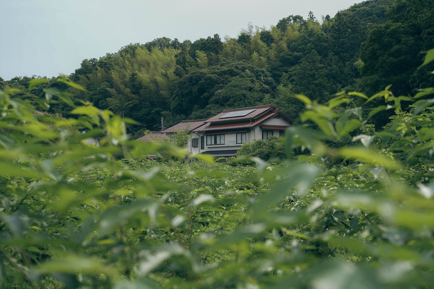 楮ほうじ茶 ティーバッグ 楮茶