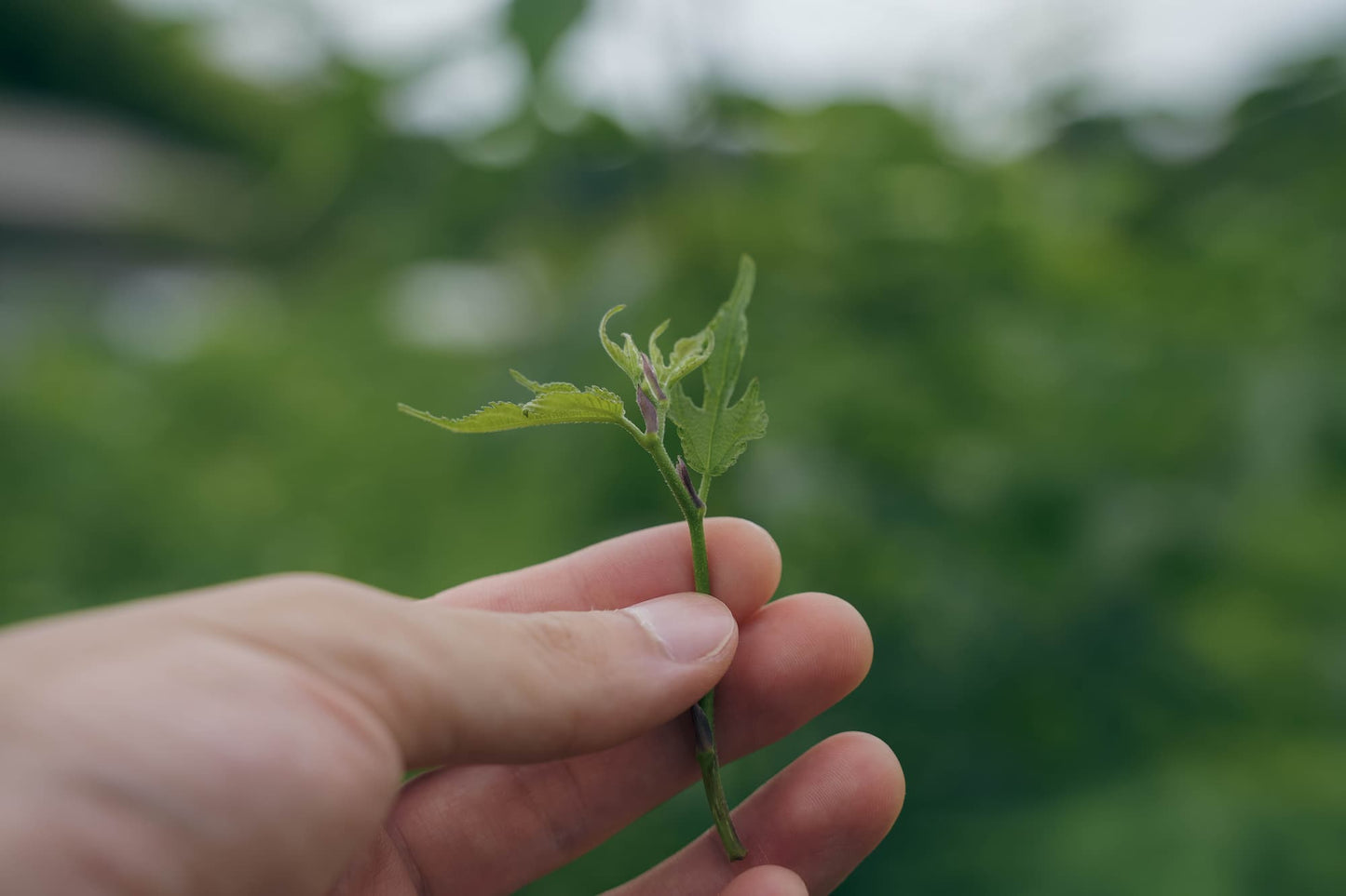 楮ほうじ茶 ティーバッグ 楮茶