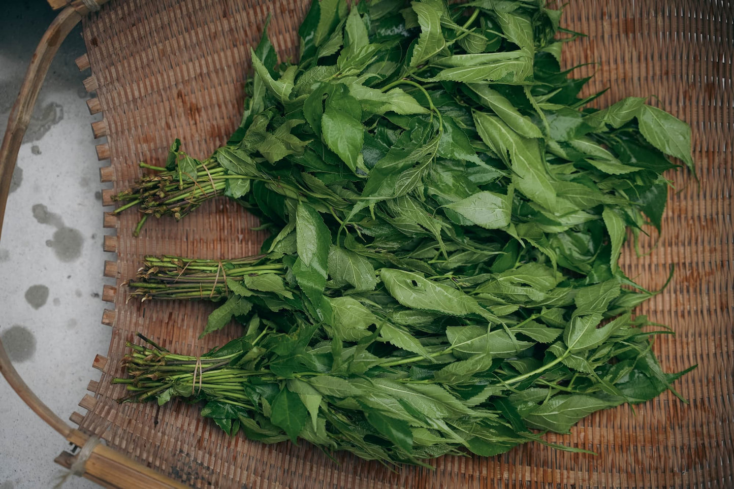 楮ほうじ茶 ティーバッグ 楮茶