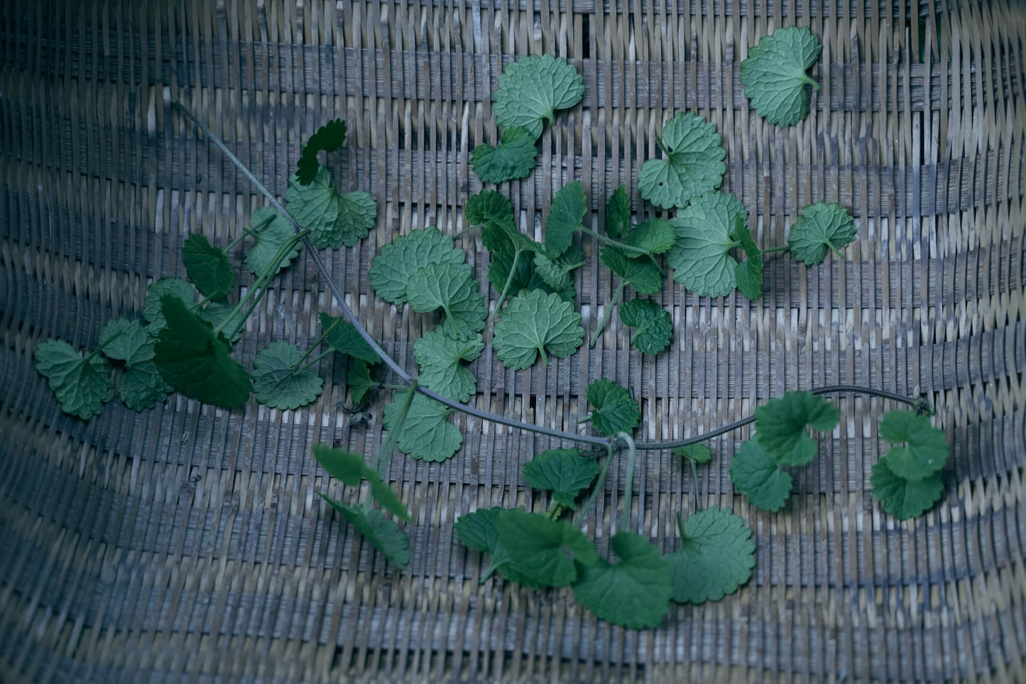 カキドオシとレモングラス ティーバッグ 野草茶