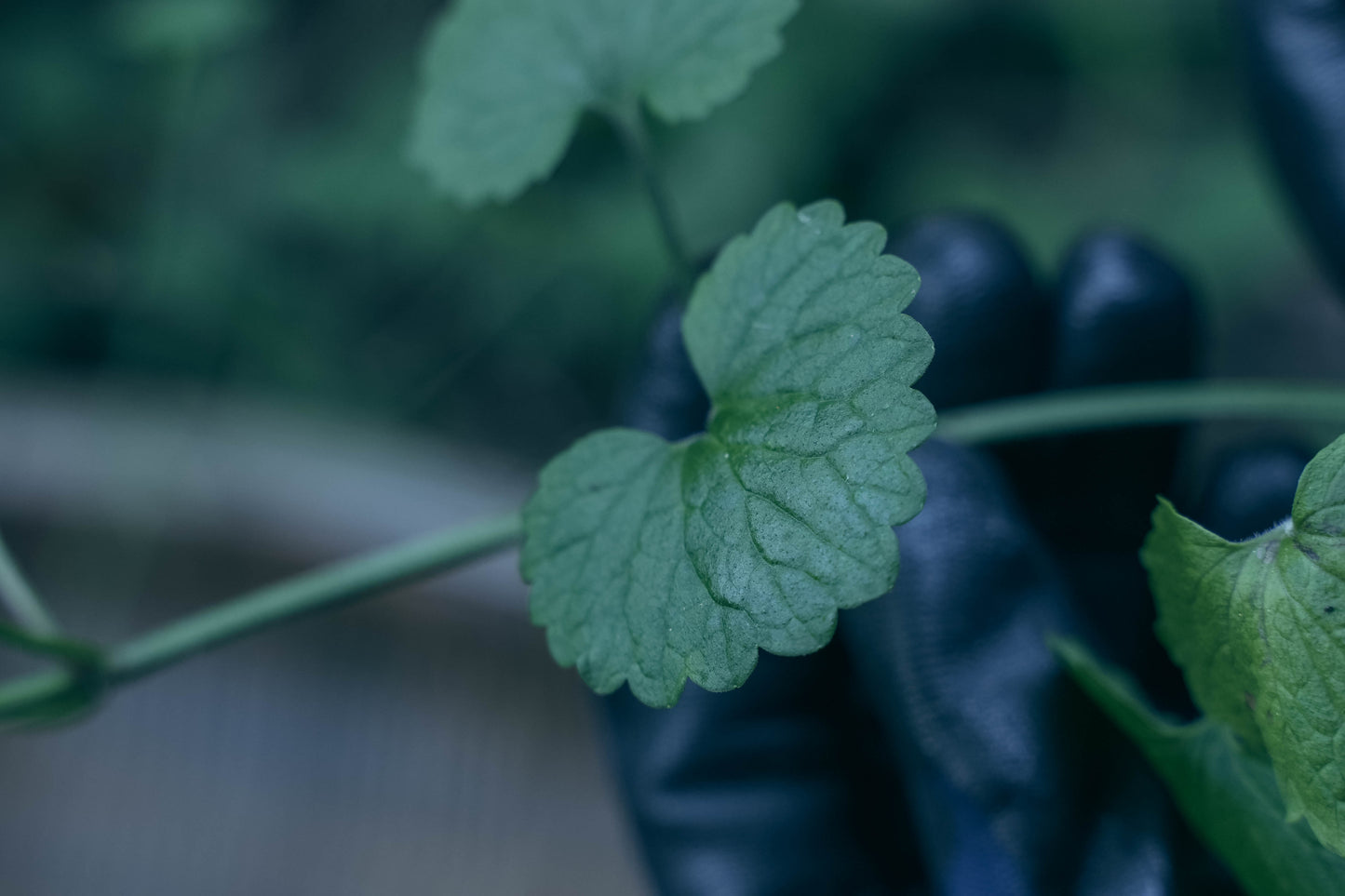 カキドオシとレモングラス ティーバッグ 野草茶